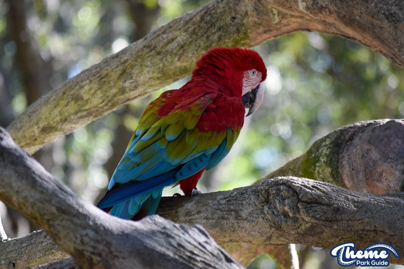 <p>Busch Gardens Tampa</p>
