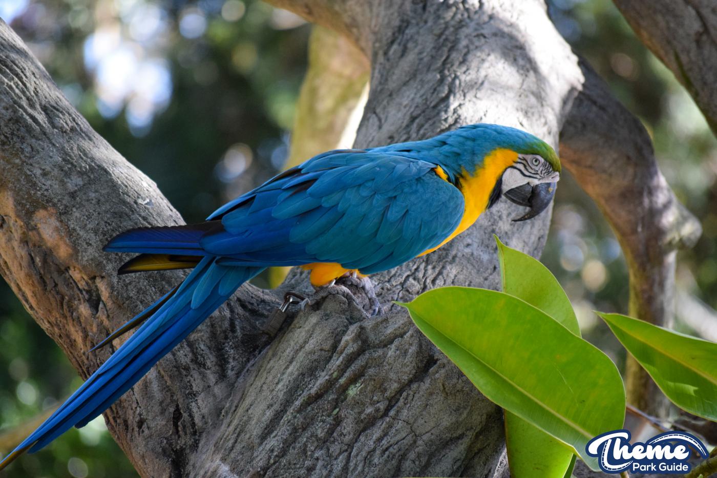 <p>Busch Gardens Tampa</p>