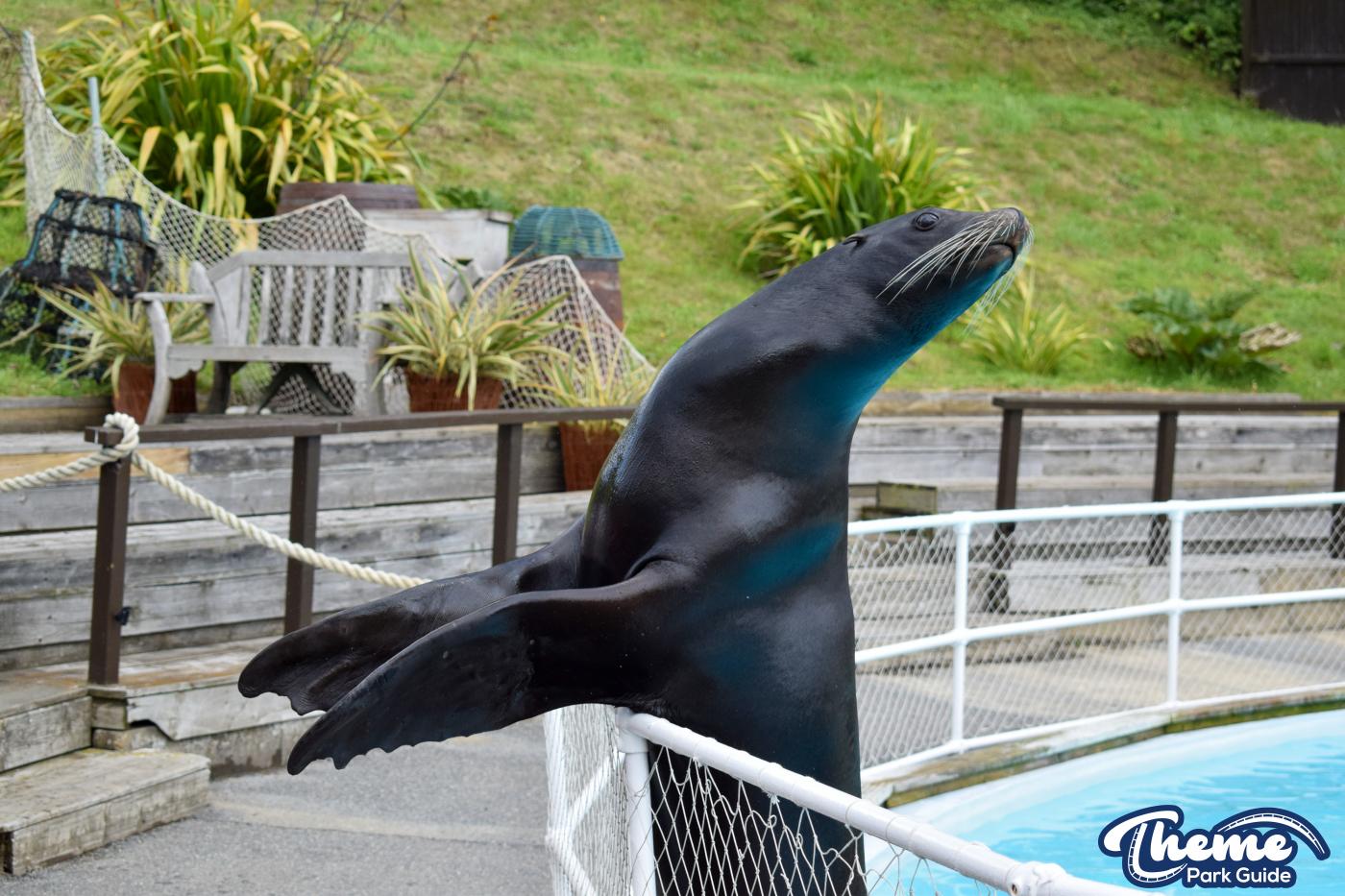 Sea Lion Show -  Pleasurewood Hills