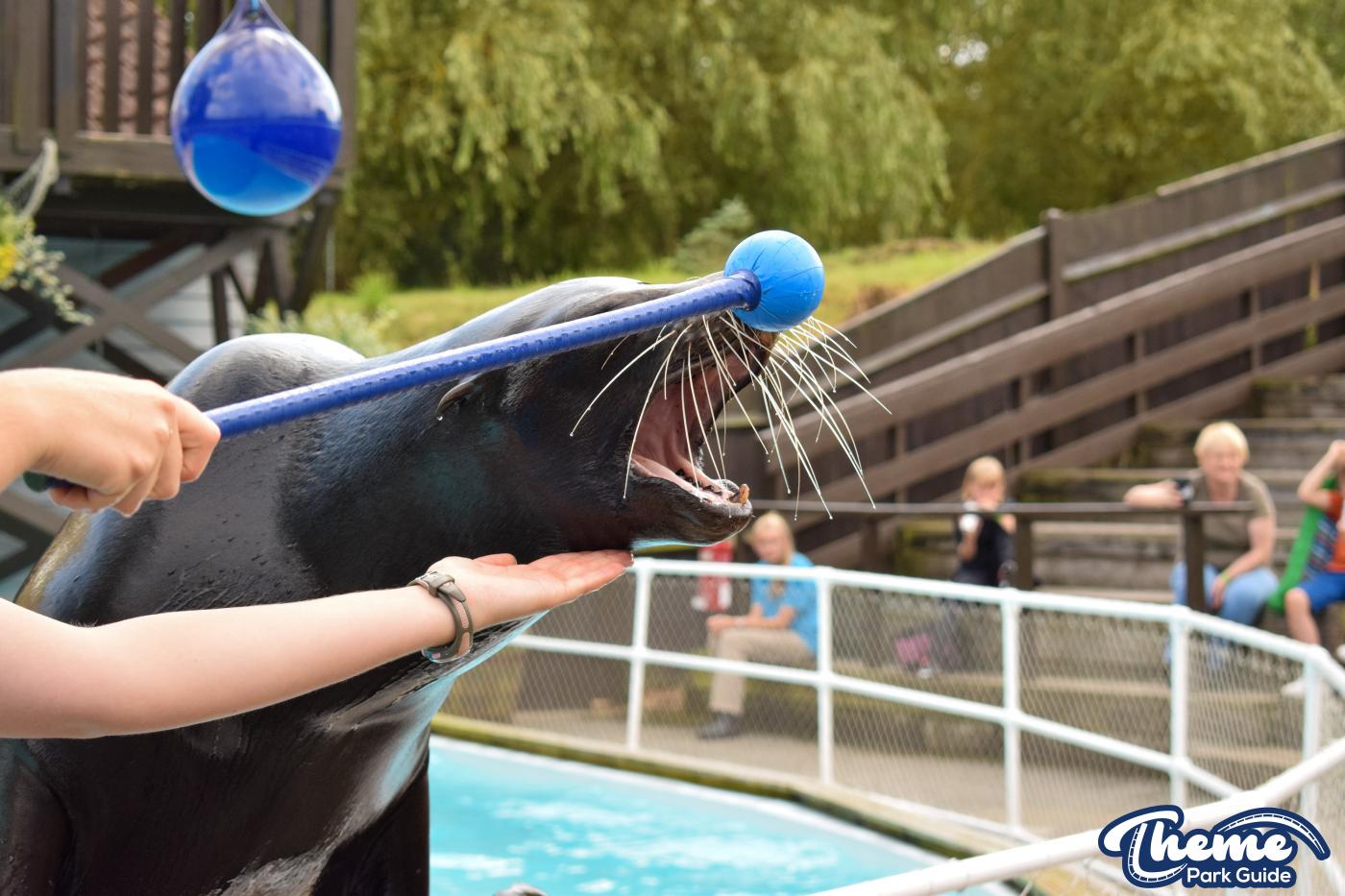Sea Lion Show -  Pleasurewood Hills
