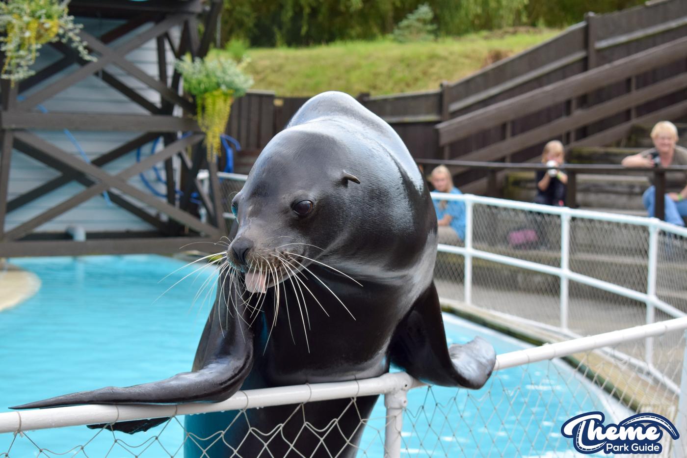 Sea Lion Show -  Pleasurewood Hills
