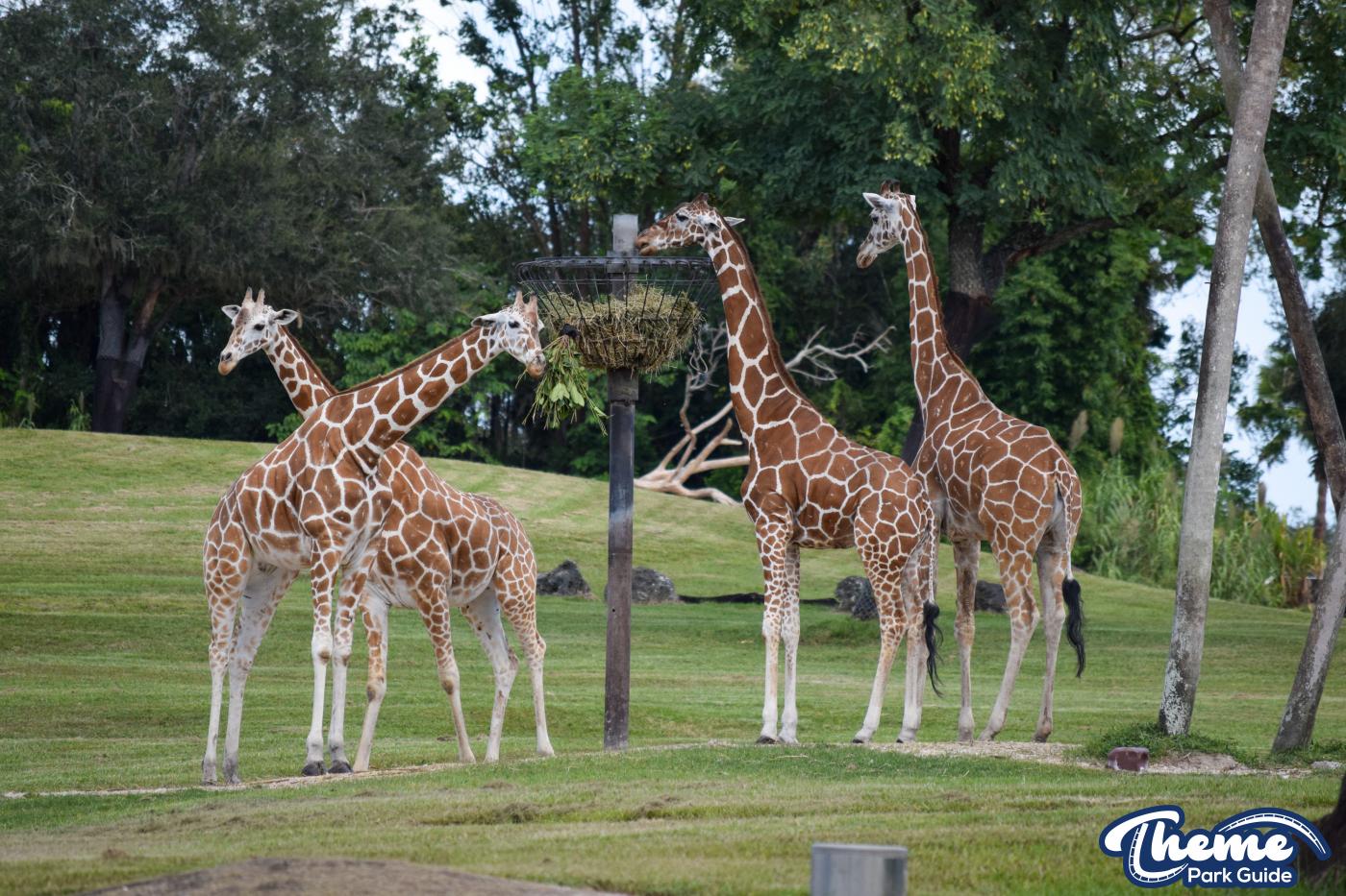 <p>Busch Gardens Tampa</p>