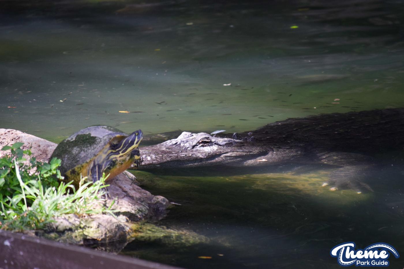 <p>Busch Gardens Tampa</p>