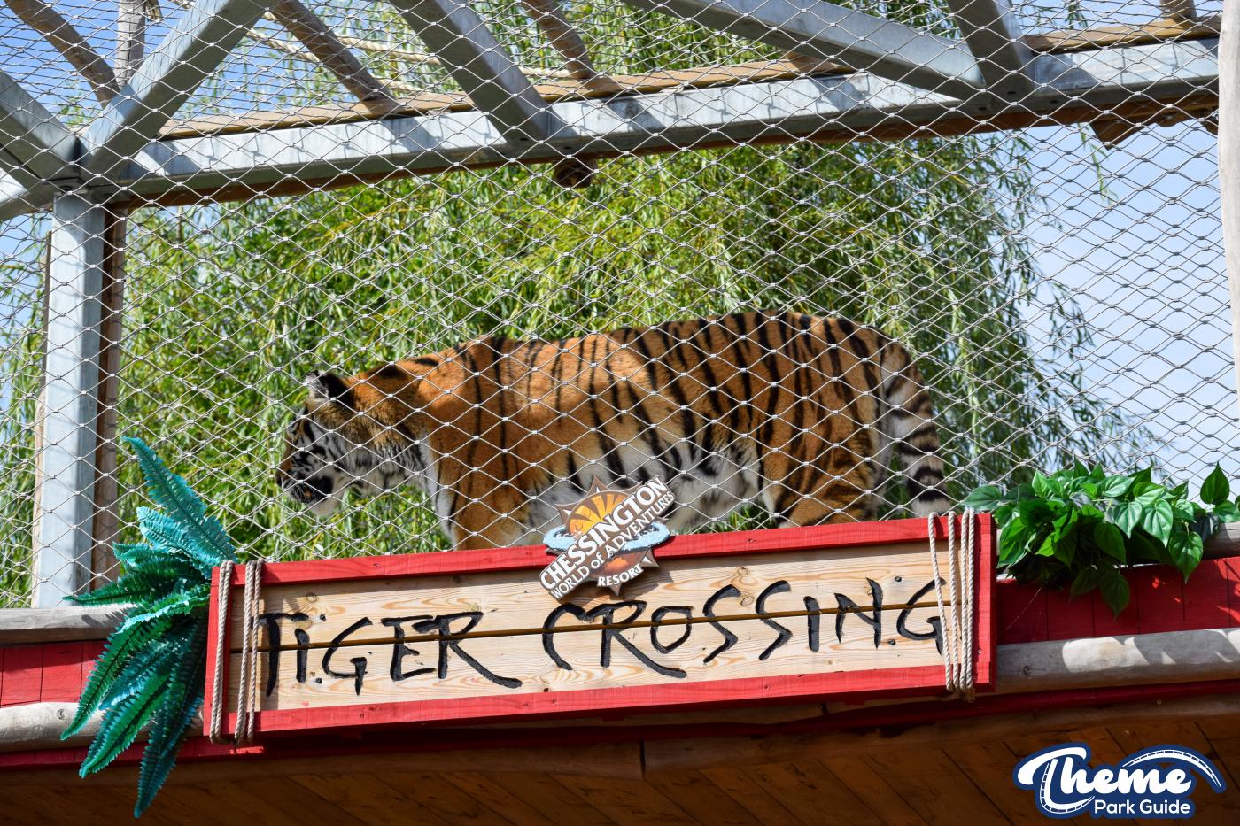Learn Your Stripes - Land of the Tiger