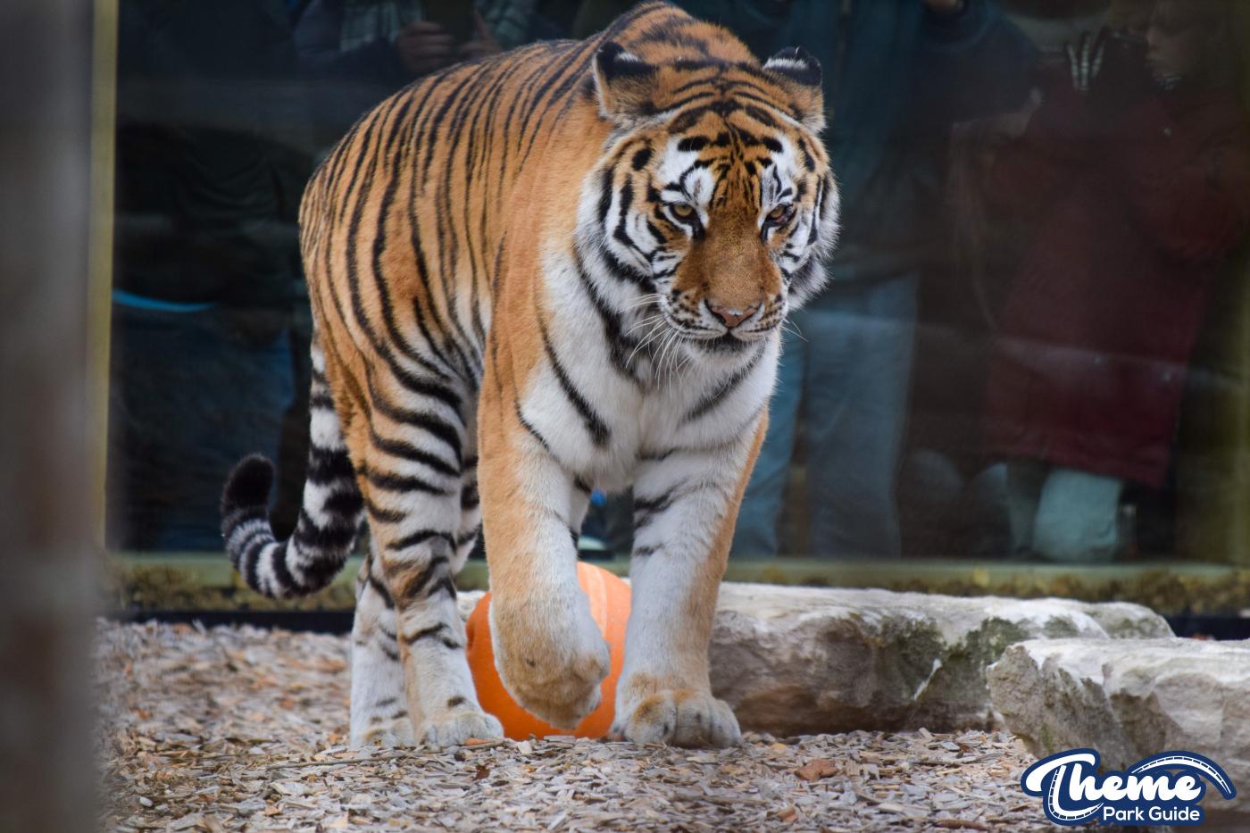Land of the Tiger - Chessington World Of Adventures