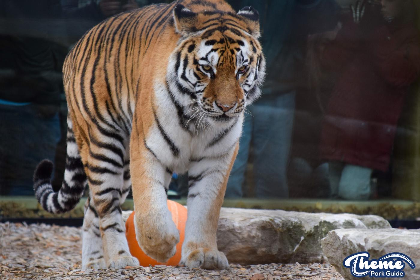 Learn Your Stripes -