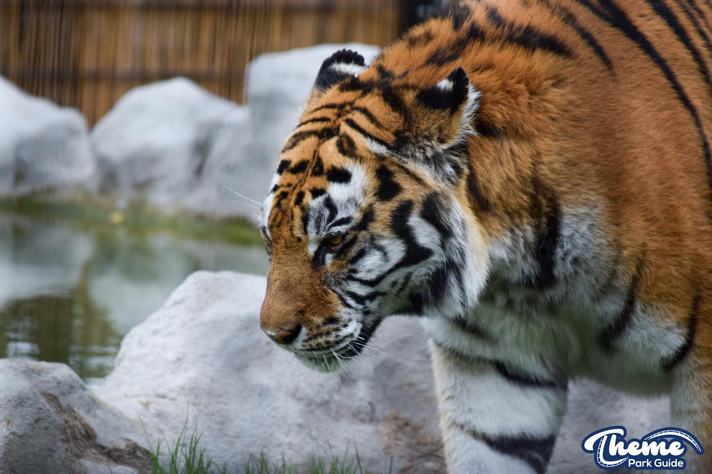 Learn Your Stripes -