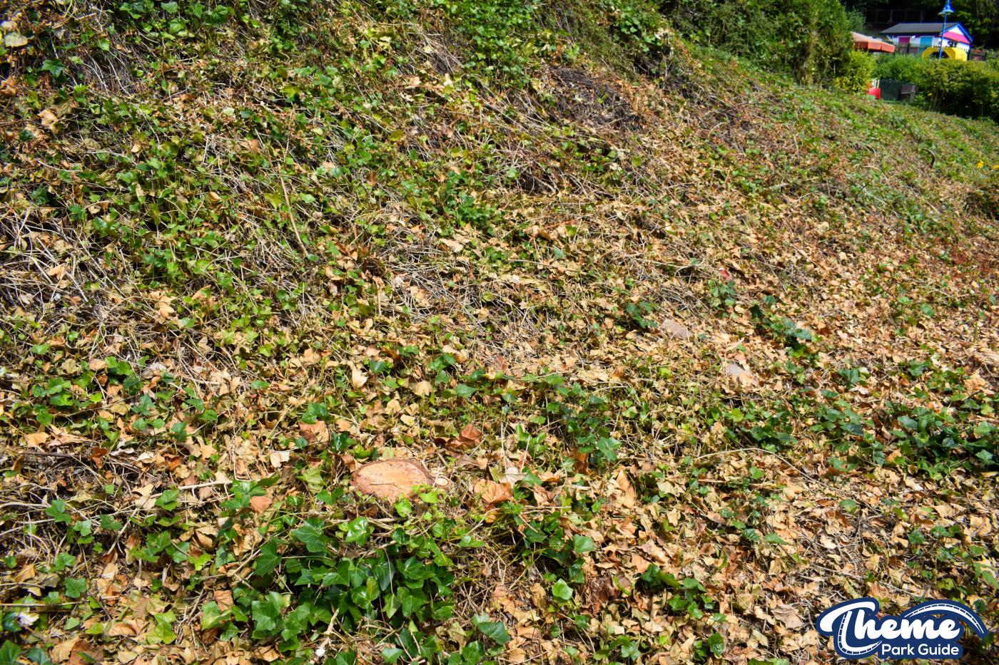 , Tree Clearing In Duplo Valley