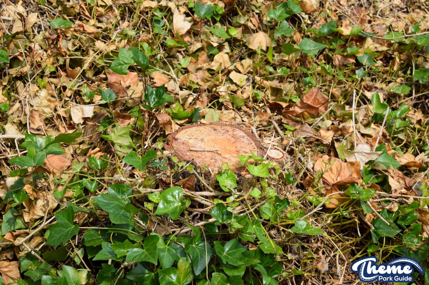 , Tree Clearing In Duplo Valley