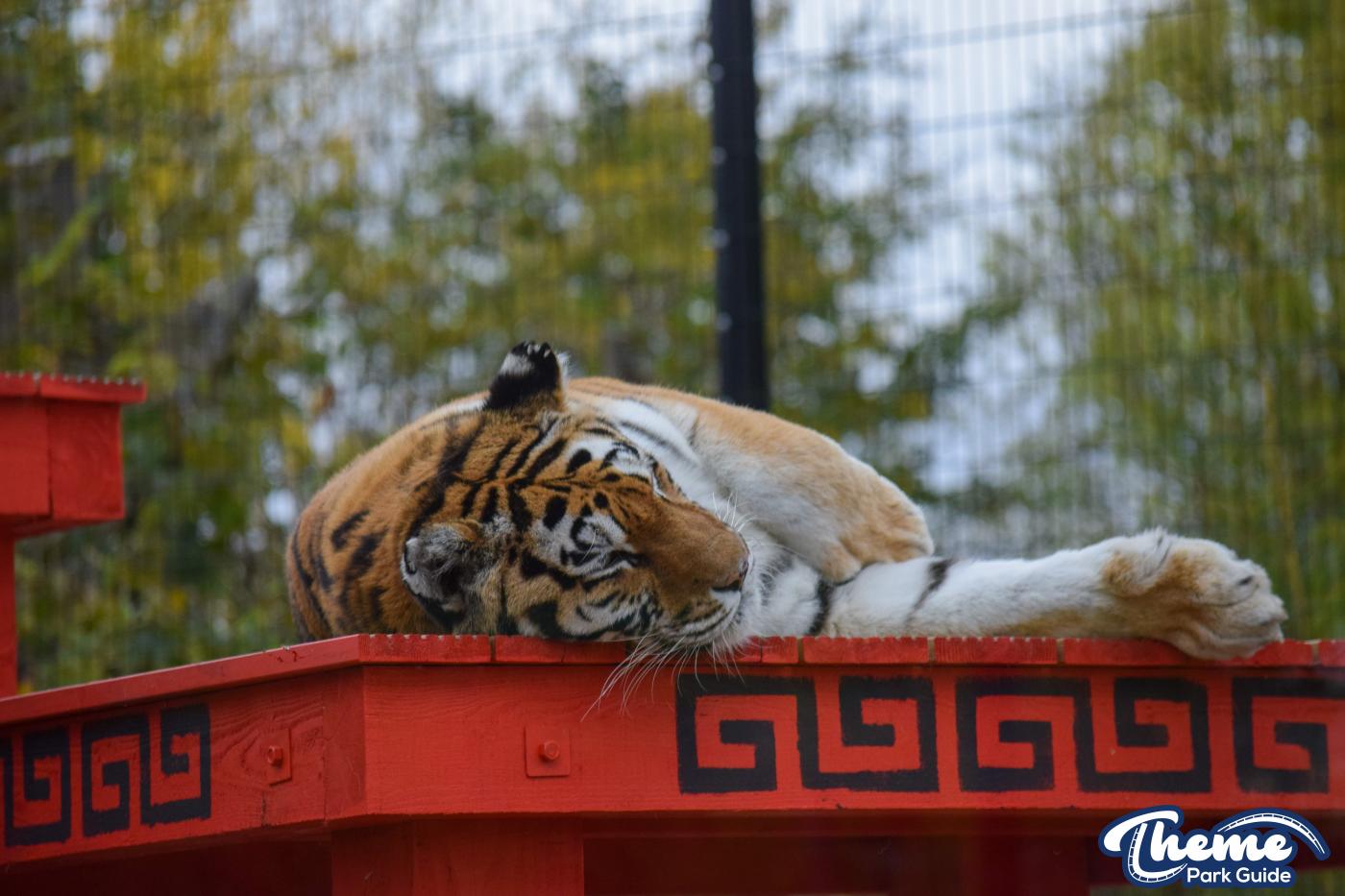 Land of the Tiger - Chessington World Of Adventures