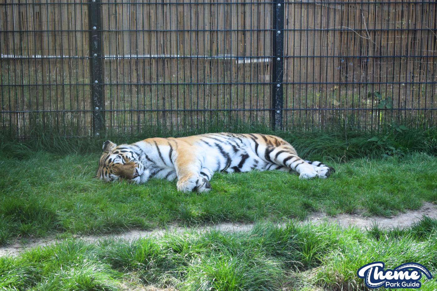Learn Your Stripes - Land of the Tiger