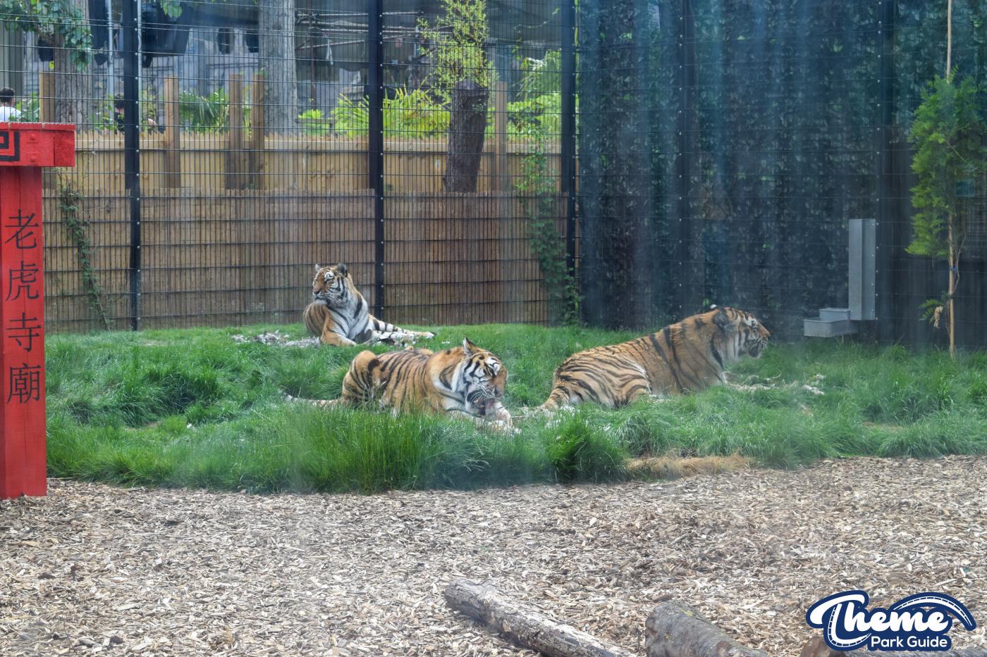 Learn Your Stripes - Land of the Tiger