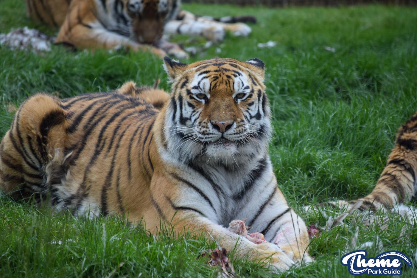Land of the Tiger - Chessington World Of Adventures