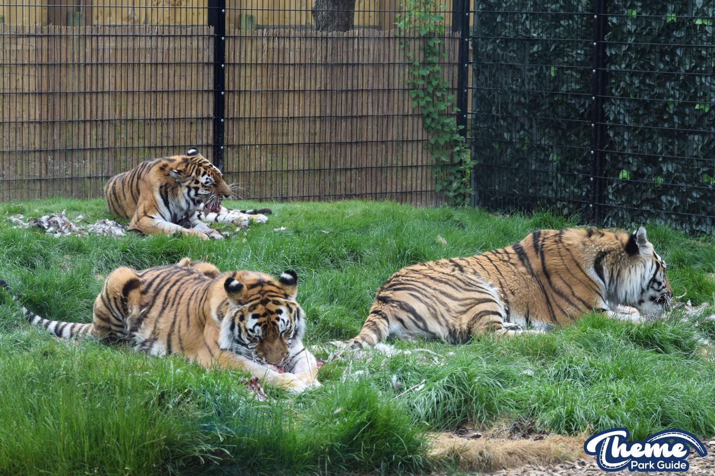 Learn Your Stripes - Land of the Tiger