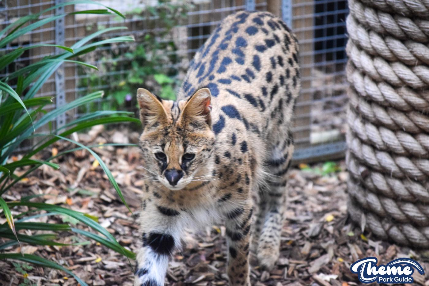 Chessington Zoo - Chessington World Of Adventures