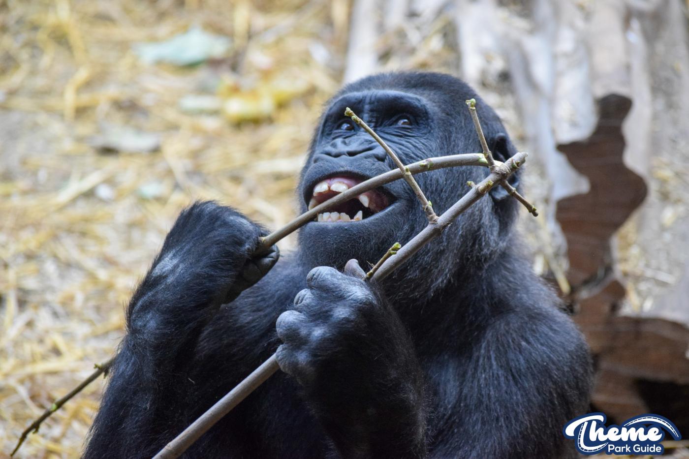 Chessington Zoo - Chessington World Of Adventures