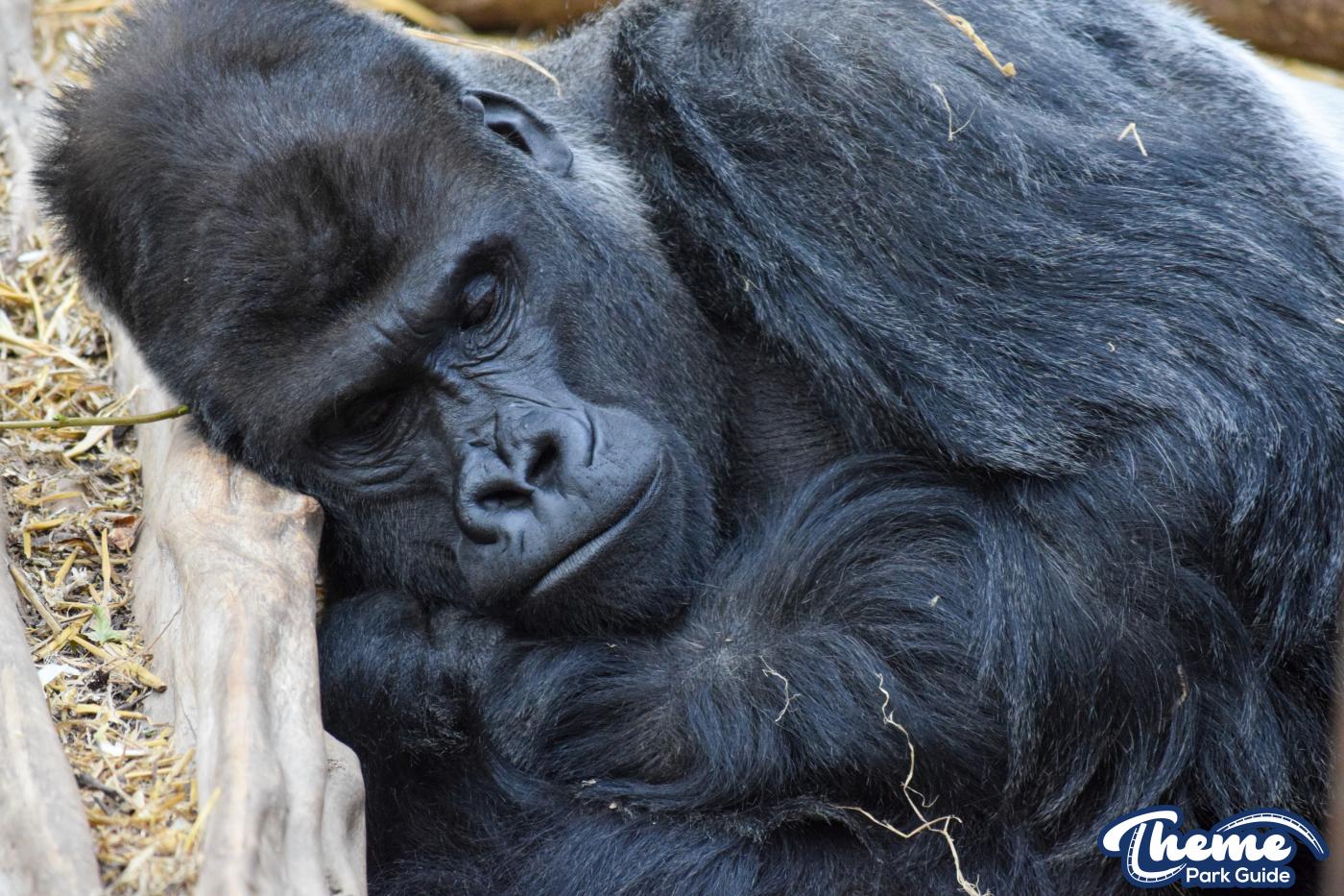 Chessington Zoo - Chessington World Of Adventures