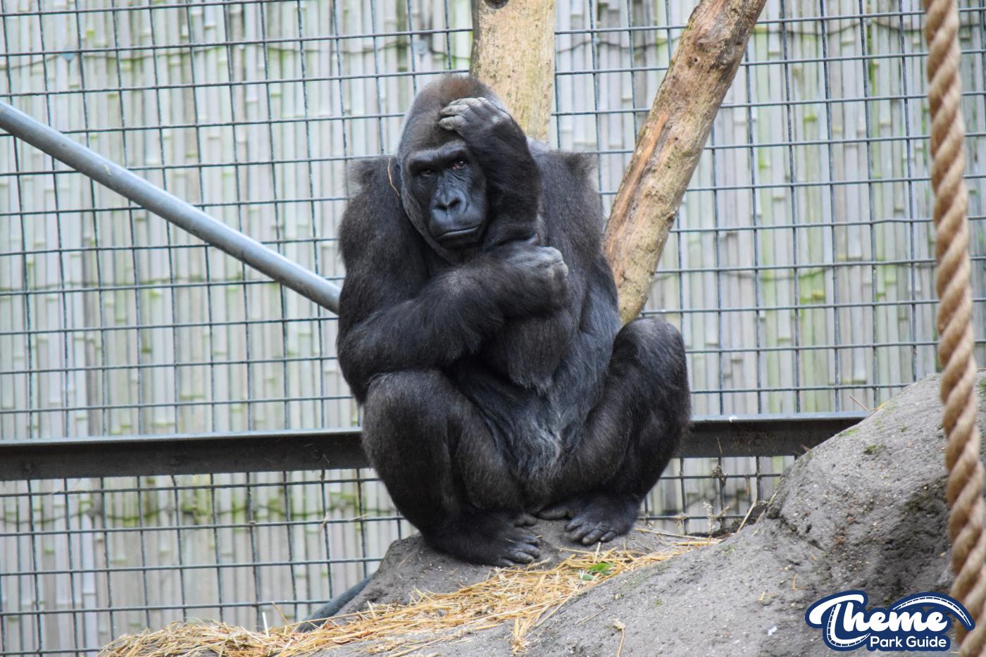 Chessington Zoo - Chessington World Of Adventures