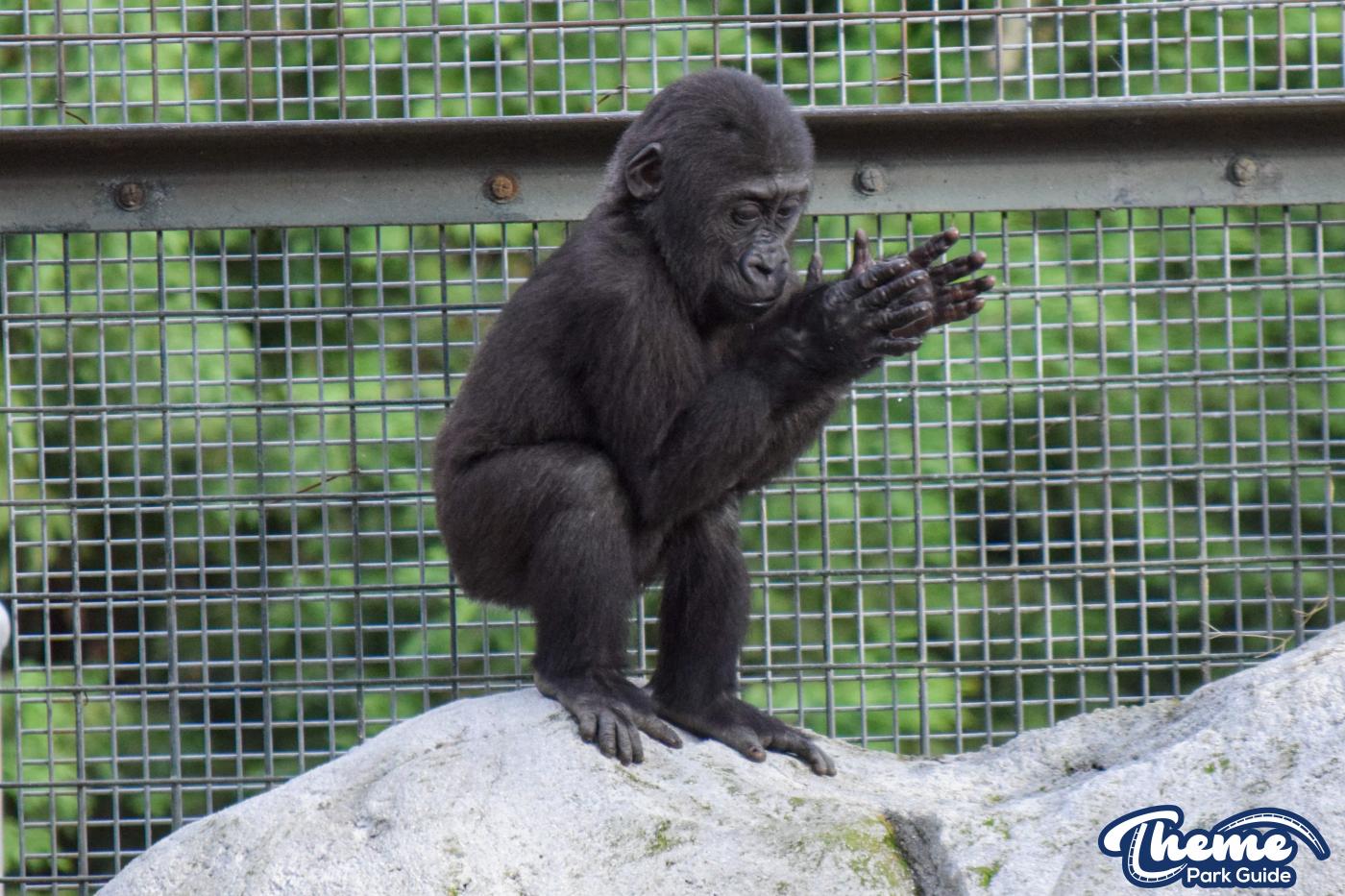 Chessington Zoo - Chessington World Of Adventures