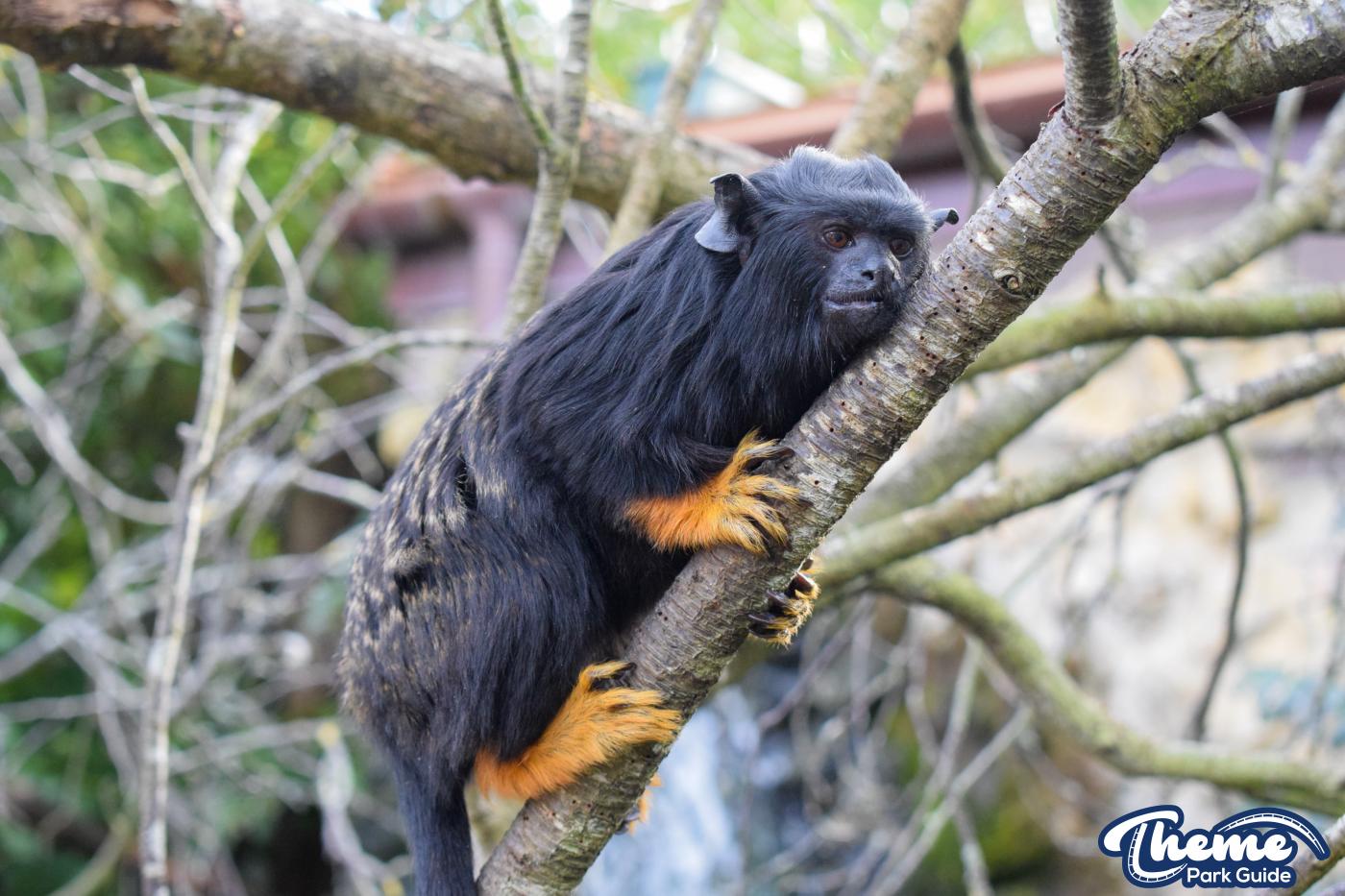 Chessington Zoo - Chessington World Of Adventures