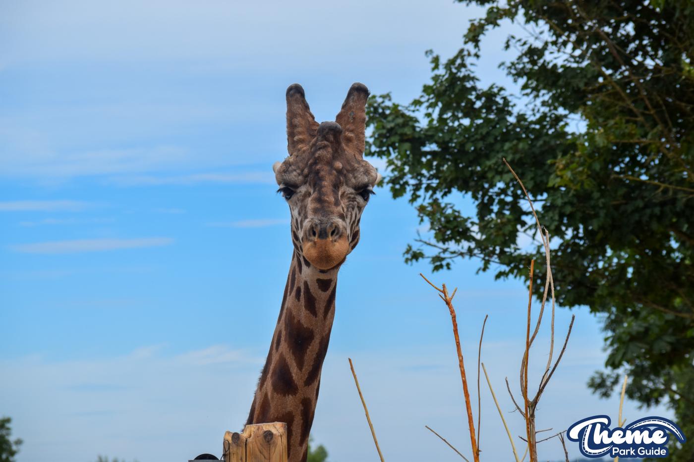 Zufari - Chessington World Of Adventures