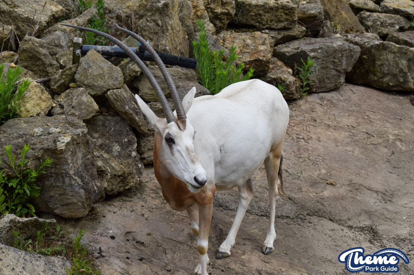 Zufari - Chessington World Of Adventures