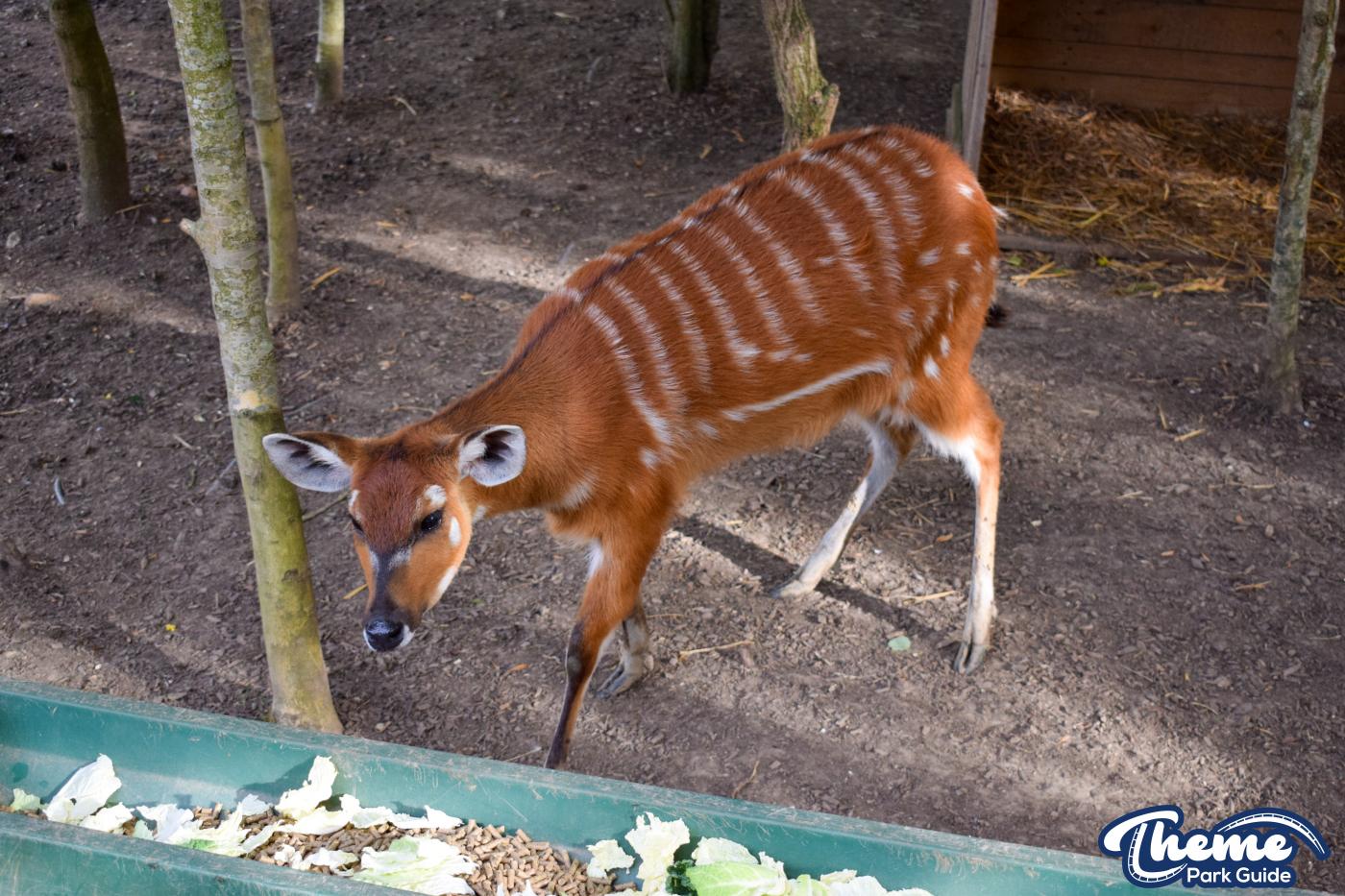 Chessington Zoo - Chessington World Of Adventures