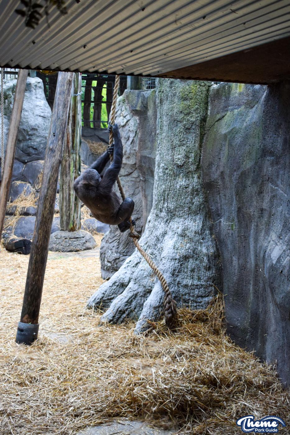Chessington Reopens Zoo After Coronavirus Closure