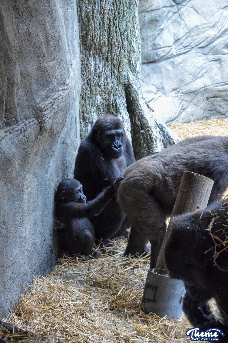 Chessington Reopens Zoo After Coronavirus Closure