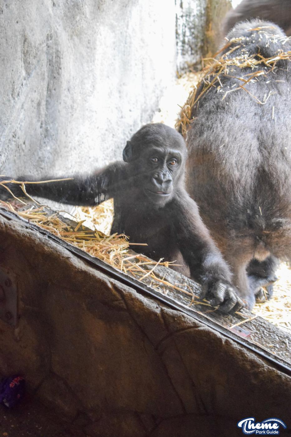 Chessington Reopens Zoo After Coronavirus Closure