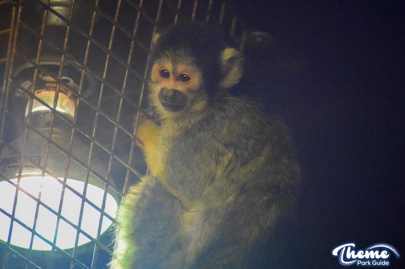 Chessington Reopens Zoo After Coronavirus Closure