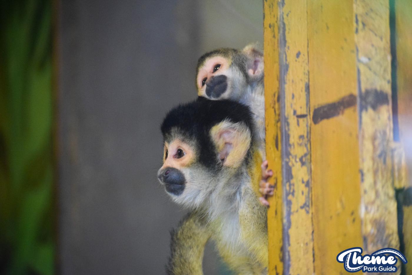 Chessington Reopens Zoo After Coronavirus Closure