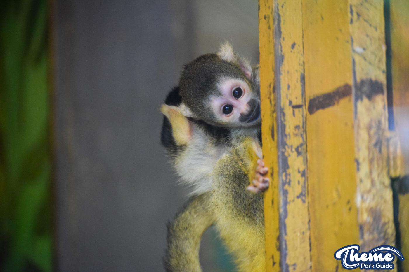 Chessington Reopens Zoo After Coronavirus Closure