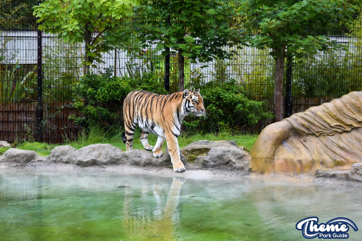 Chessington Reopens Zoo After Coronavirus Closure