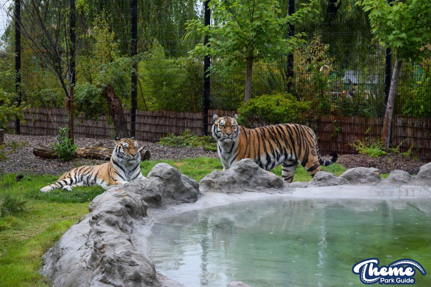 Chessington Reopens Zoo After Coronavirus Closure