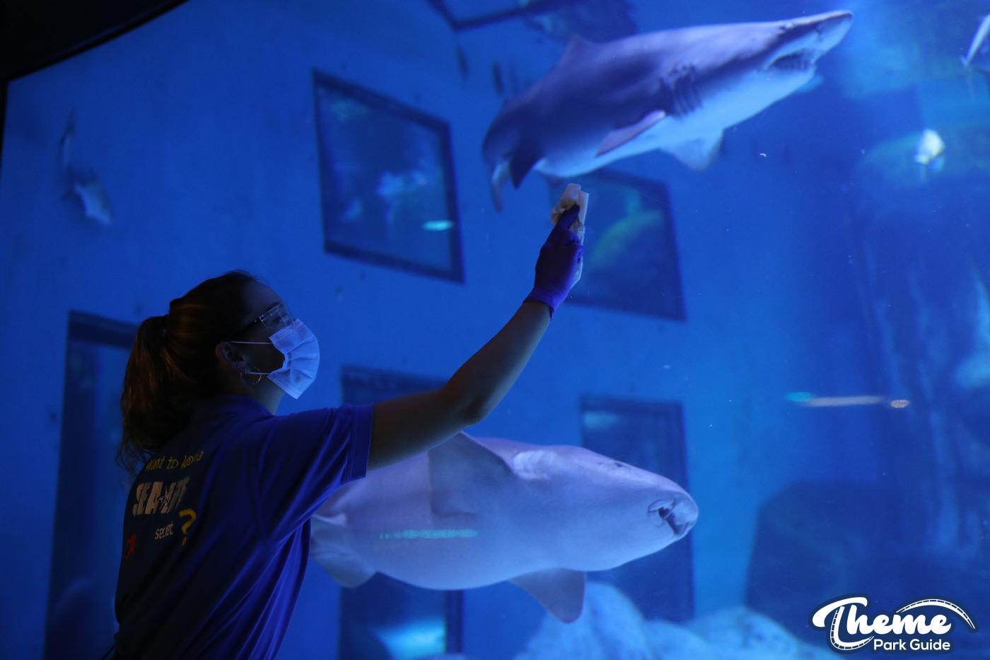 London Merlin Attractions To Reopen Following Coronavirus Closure
