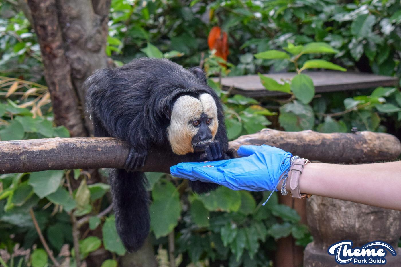 AMAZU: Treetop Adventure - Chessington Zoo