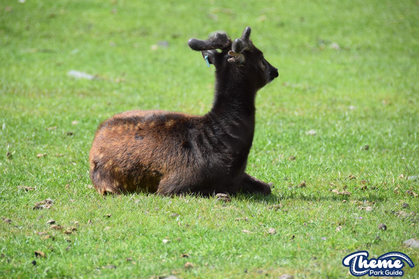 West Midland Safari Park - West Midland Safari Park