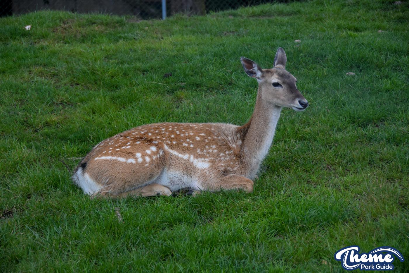 West Midland Safari Park - West Midland Safari Park