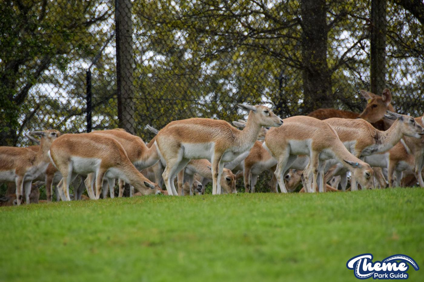West Midland Safari Park - West Midland Safari Park