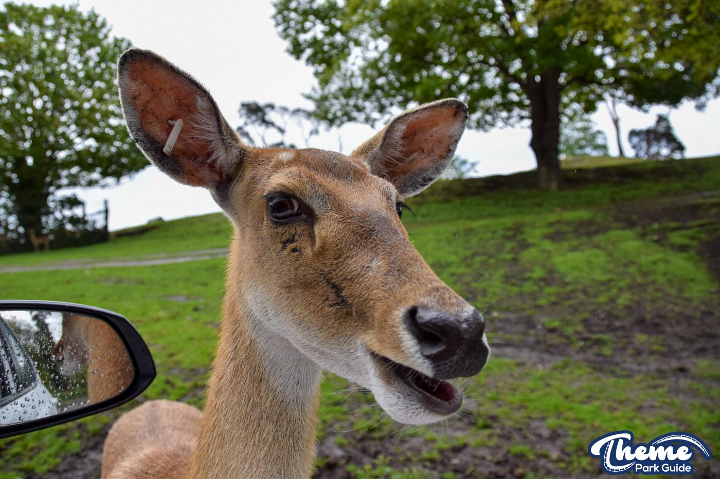 West Midland Safari Park - West Midland Safari Park