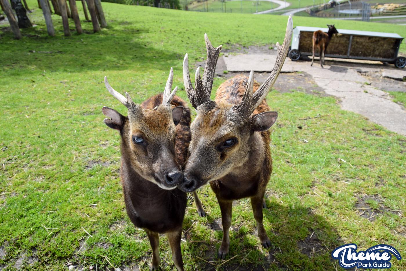 West Midland Safari Park - West Midland Safari Park