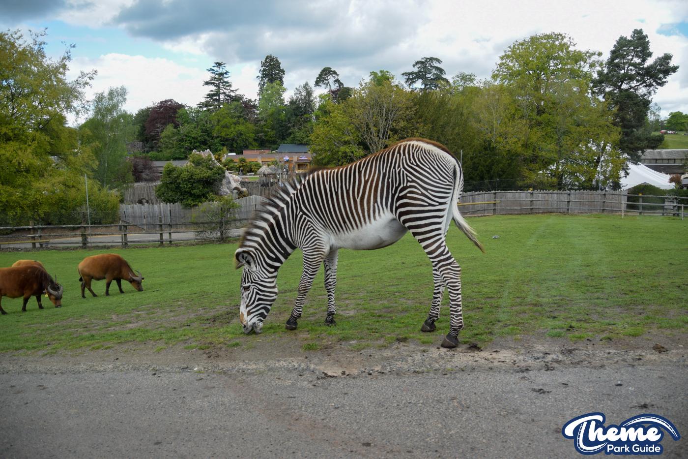 Drive Around Safari -  West Midland Safari Park