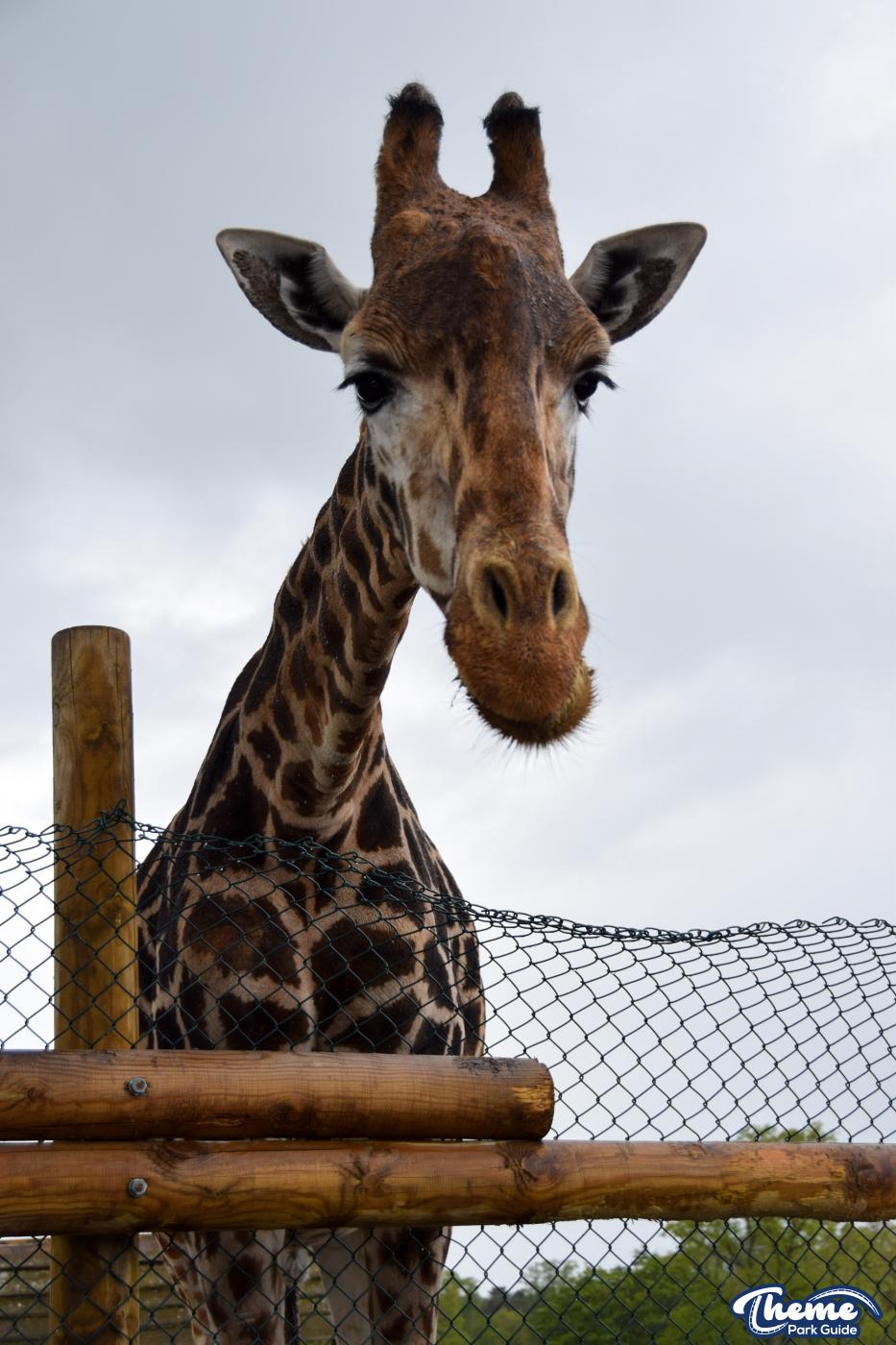 Drive Around Safari -  West Midland Safari Park