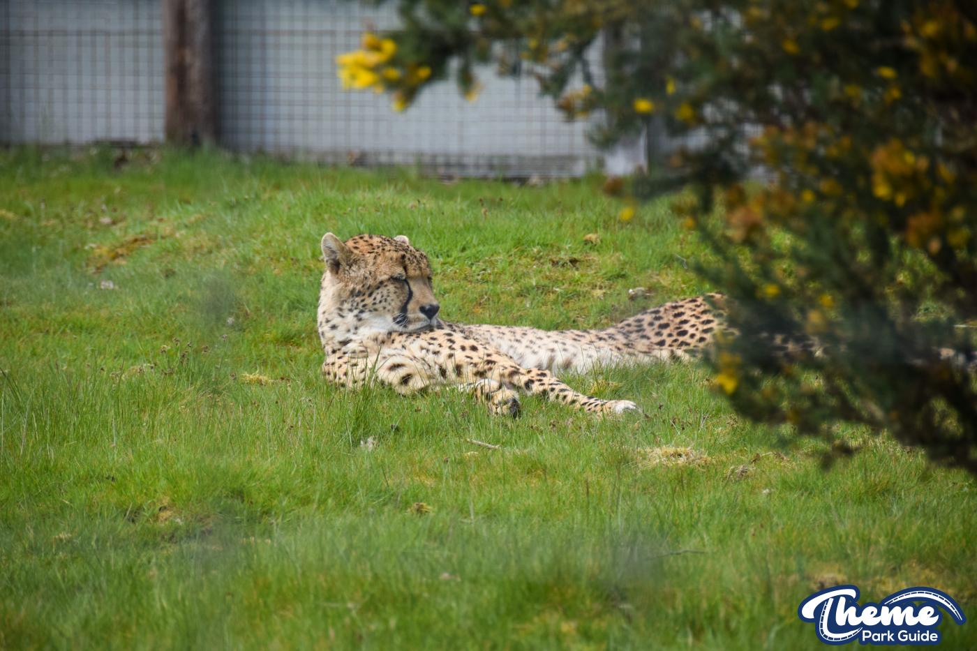Drive Around Safari -  West Midland Safari Park