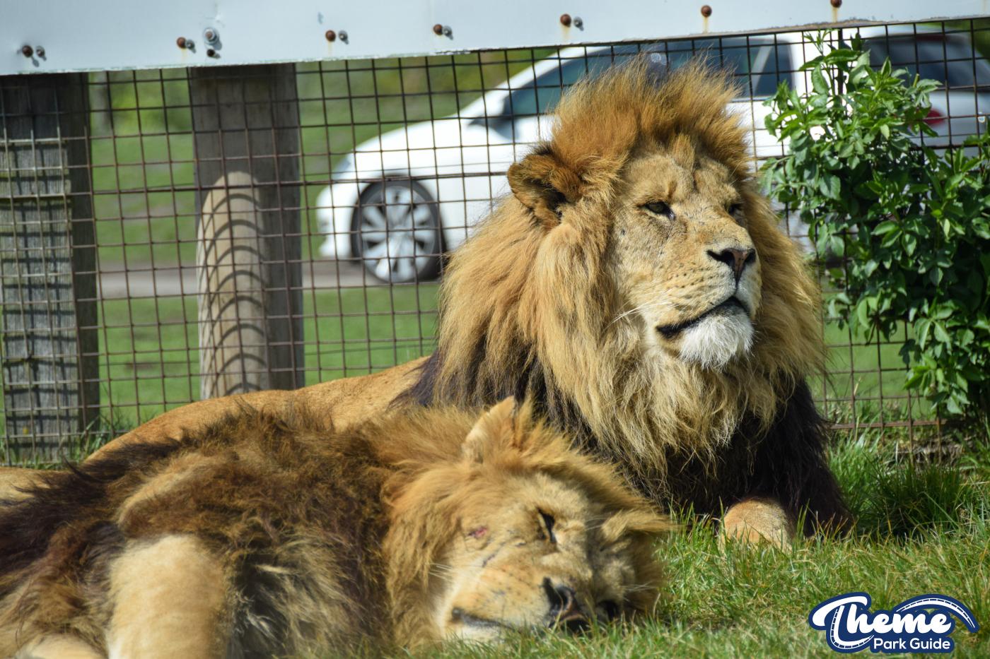 Drive Around Safari -  West Midland Safari Park