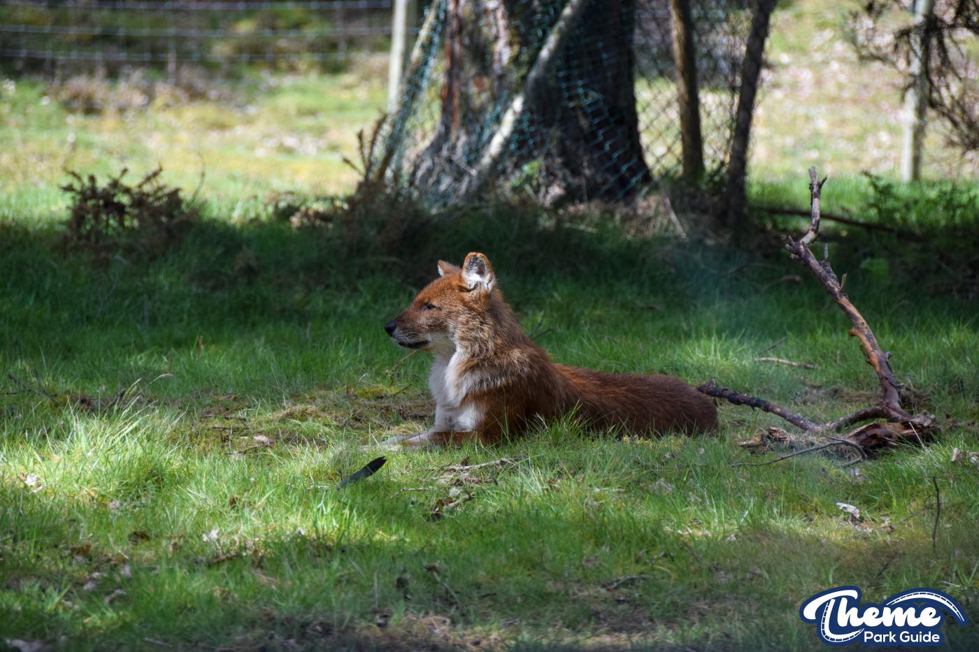 Drive Around Safari -  West Midland Safari Park