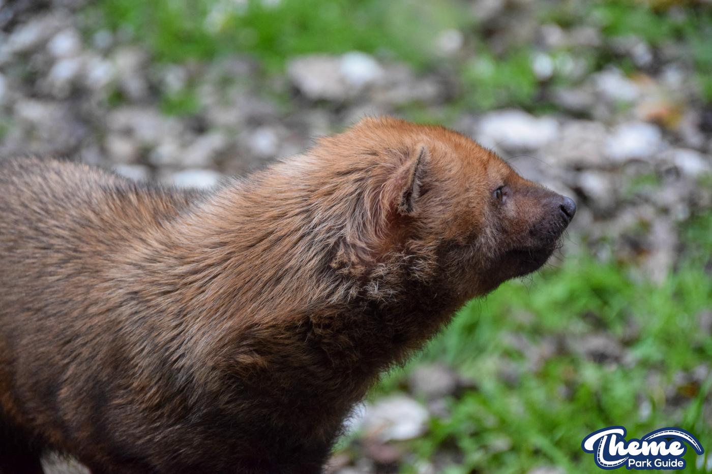 Busch Dogs - Chessington Zoo