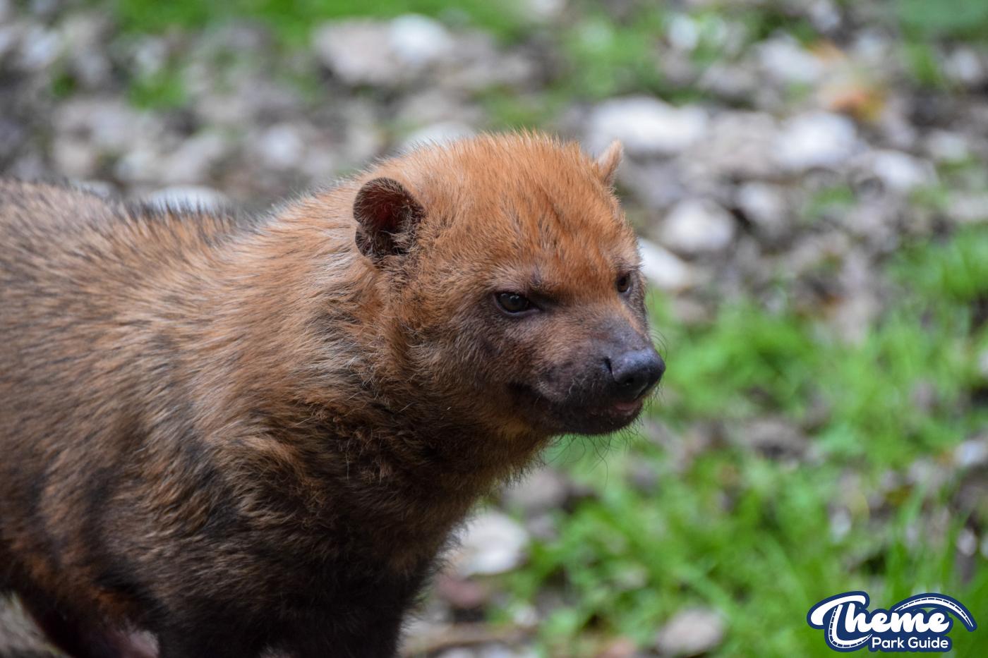 Busch Dogs - Chessington Zoo