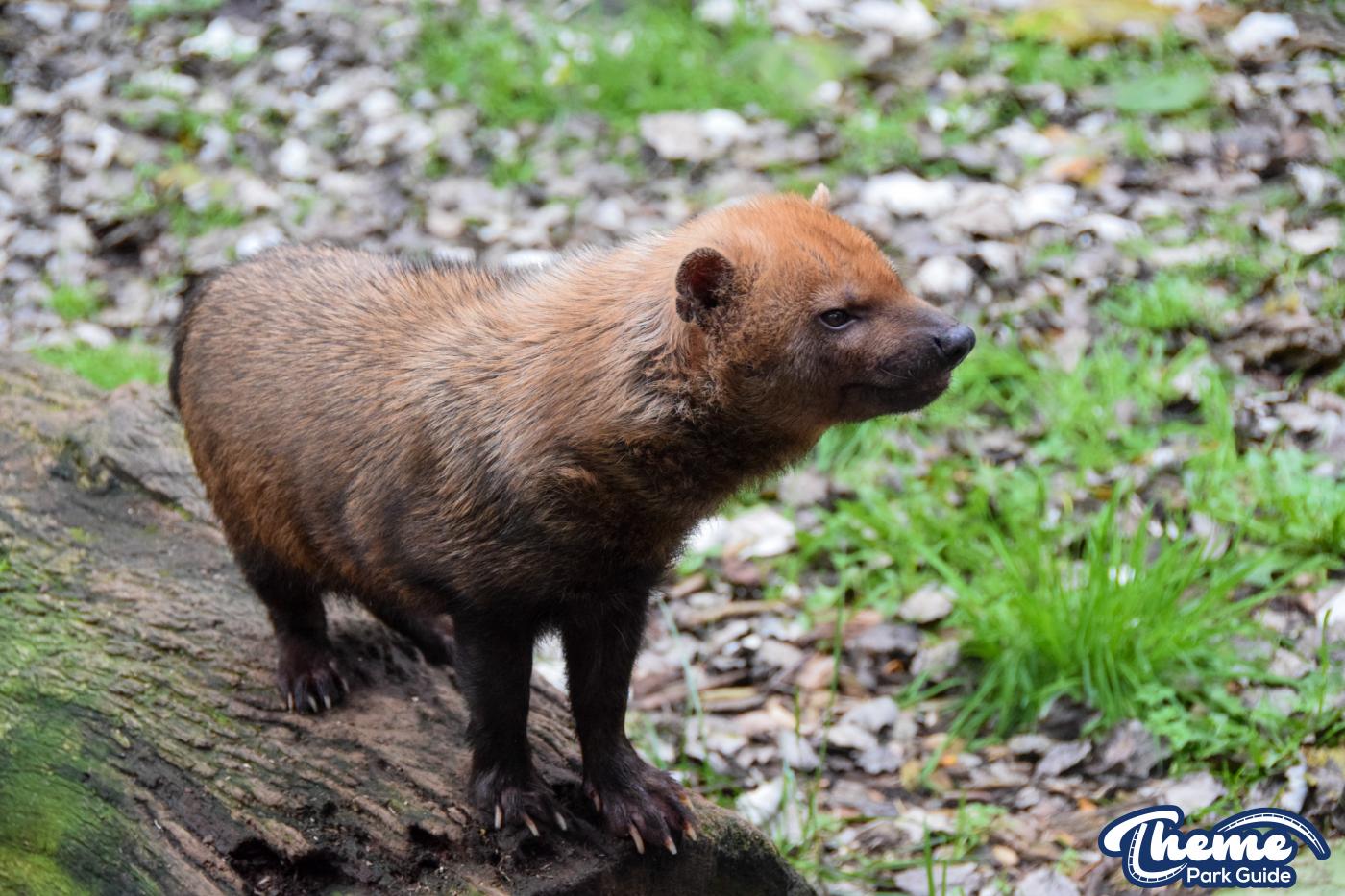 Busch Dogs - Chessington Zoo